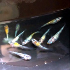 輝きの💐yurisis若魚10匹.体外光ひかりラメ魚メダカNo⒉の画像