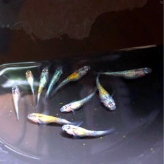輝きの💐yurisis若魚10匹.体外光ひかりラメ魚メダカNo⒉の画像