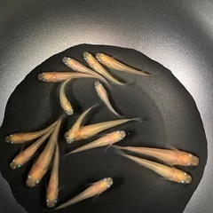 楊貴妃メダカ　20匹　1500円の画像