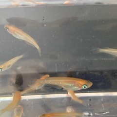楊貴妃メダカ　20匹　1500円の画像