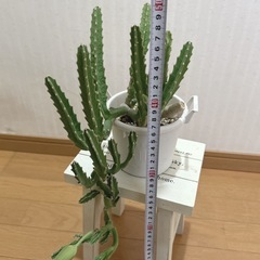 スタペリア　ギガンティア　多肉植物　の画像