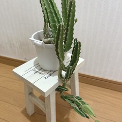 スタペリア　ギガンティア　多肉植物　の画像