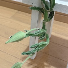 スタペリア　ギガンティア　多肉植物　の画像