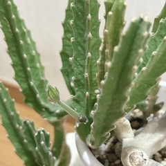 スタペリア　ギガンティア　多肉植物　の画像