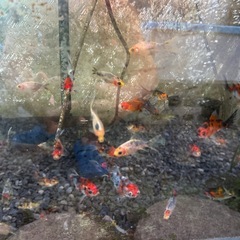 朱文金　稚魚　の画像