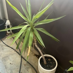 観葉植物　引っ越しの為お譲りいたしますの画像
