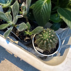 観葉多肉植物など差し上げます(マム、ペンタスなども)の画像
