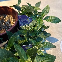 観葉多肉植物など差し上げます(マム、ペンタスなども)の画像