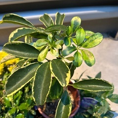 観葉多肉植物など差し上げます(マム、ペンタスなども)の画像