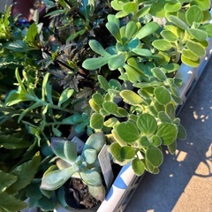 観葉多肉植物など差し上げます(マム、ペンタスなども)の画像