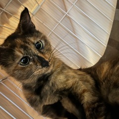 幸運を呼ぶ『べっ甲猫』