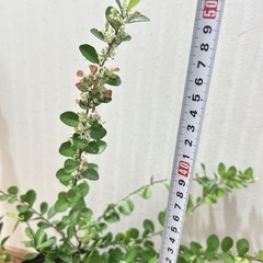 ハリツルマサキ ハートツリー🍃ハートが実る木の画像