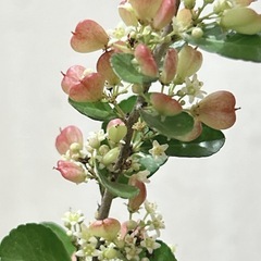 ハリツルマサキ ハートツリー🍃ハートが実る木の画像