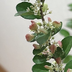 ハリツルマサキ ハートツリー🍃ハートが実る木の画像