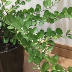 ハリツルマサキ ハートツリー🍃ハートが実る木の画像