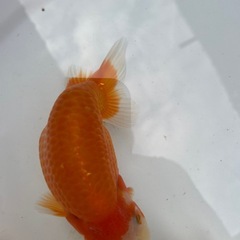 🐟ランチュウ🐟の画像