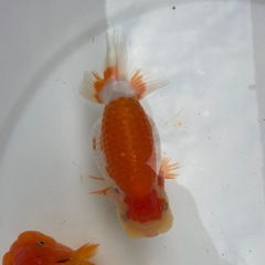 🐟ランチュウ🐟の画像