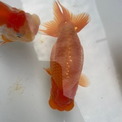 🐟ランチュウ🐟の画像