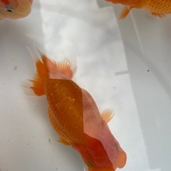 🐟ランチュウ🐟の画像