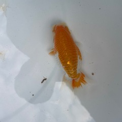 🐟ランチュウ2🐟の画像