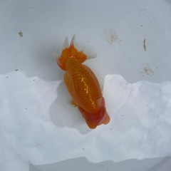 🐟ランチュウ2🐟の画像