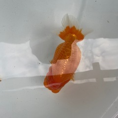 🐟ランチュウ2🐟の画像