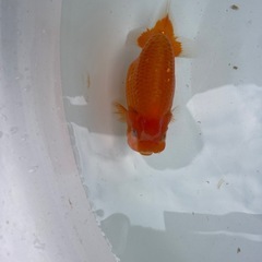 🐟ランチュウ2🐟の画像