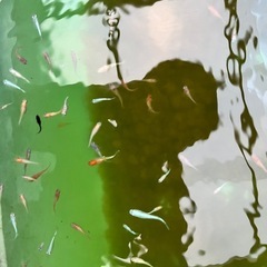 メダカお任せ30匹の画像