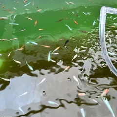 メダカお任せ30匹の画像