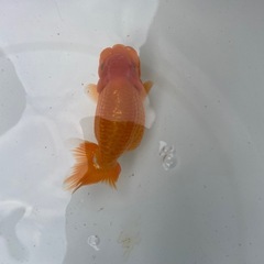 🐟ランチュウ3🐟の画像