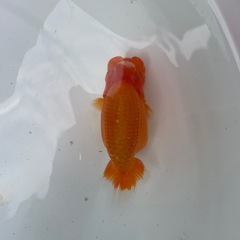 🐟ランチュウ3🐟の画像