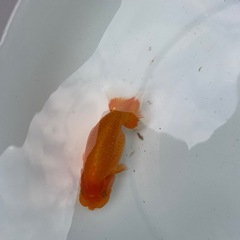 🐟ランチュウ3🐟の画像