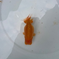 🐟ランチュウ3🐟の画像