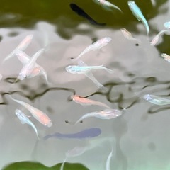 メダカお任せ30匹の画像