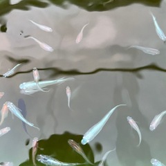 メダカお任せ30匹の画像