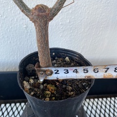 デロニクスプミラ(実生)の画像