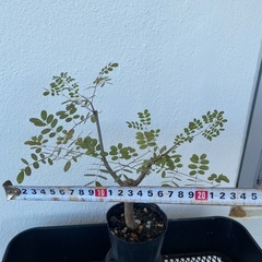 デロニクスプミラ(実生)の画像