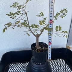 デロニクスプミラ(実生)の画像