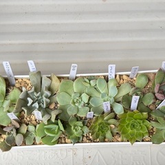多肉植物・エケベリア・センペルビウムなど14種類セットの画像