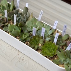 多肉植物・エケベリア・センペルビウムなど14種類セットの画像
