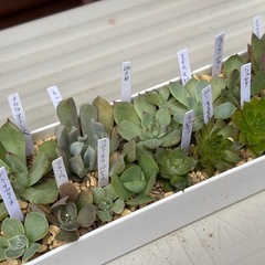 多肉植物・エケベリア・センペルビウムなど14種類セットの画像