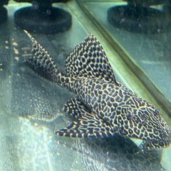 魚3匹売ります。急ぎ売りの画像