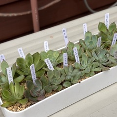 多肉植物・エケベリアの抜き苗14種類 の画像