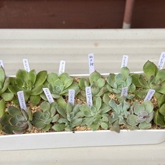 多肉植物・エケベリアの抜き苗14種類 の画像