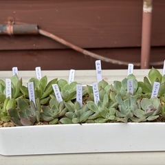 多肉植物・エケベリアの抜き苗14種類 の画像