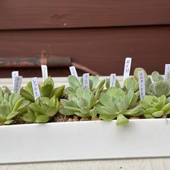 多肉植物・エケベリア抜き苗11種類の画像