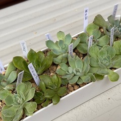 多肉植物・エケベリア抜き苗11種類の画像