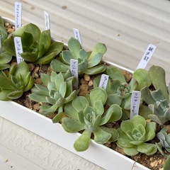多肉植物・エケベリア抜き苗11種類の画像