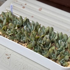 多肉植物・エケベリア・トップスレンダー抜き苗やカット苗の画像