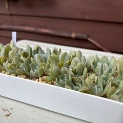 多肉植物・エケベリア・トップスレンダー抜き苗やカット苗の画像